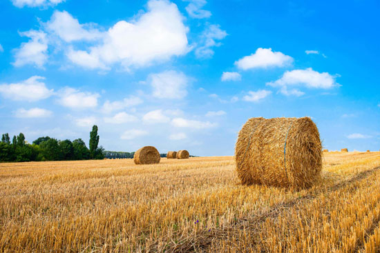 生物質(zhì)能源是什么能源？